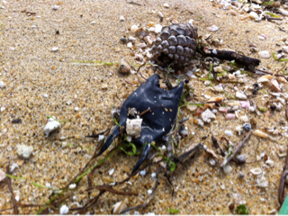 image-20120321032313.png