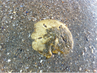 image-20130217000137.png