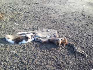 image-20131112195208.png