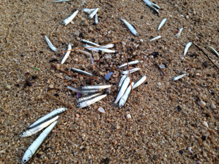 image-20131202225208.png